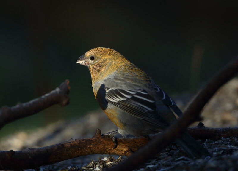 Pine Grosbeak