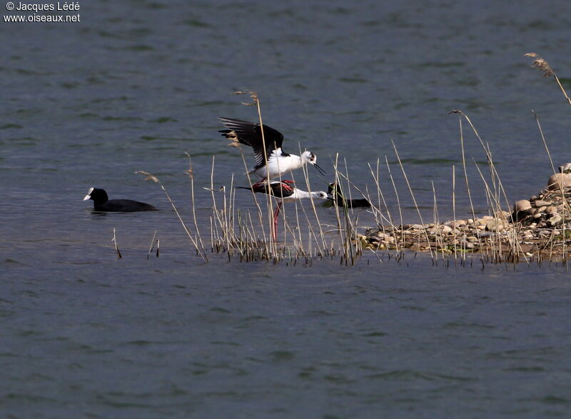 Black-winged Stilt