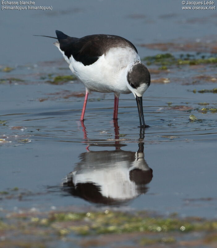 Black-winged Stilt