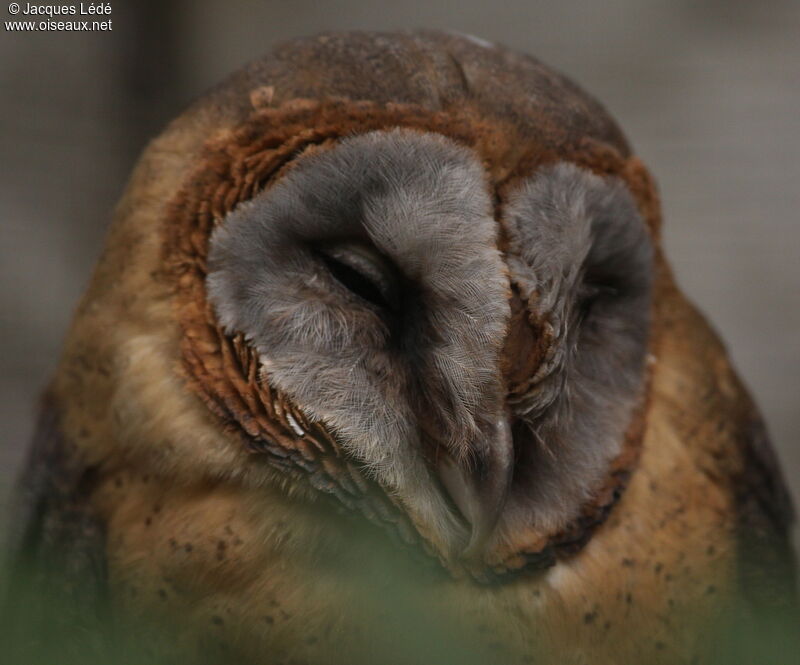 Ashy-faced Owl