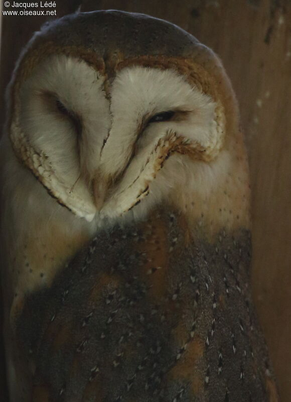 Western Barn Owl