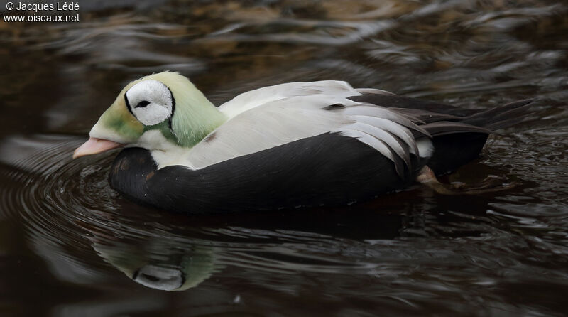 Spectacled Eider