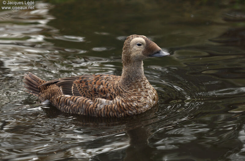 Eider à lunettes