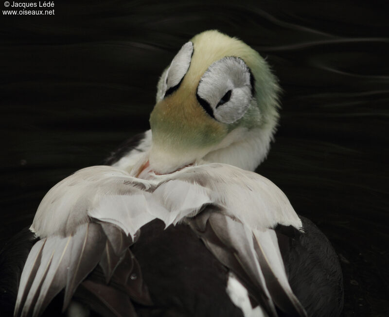 Eider à lunettes