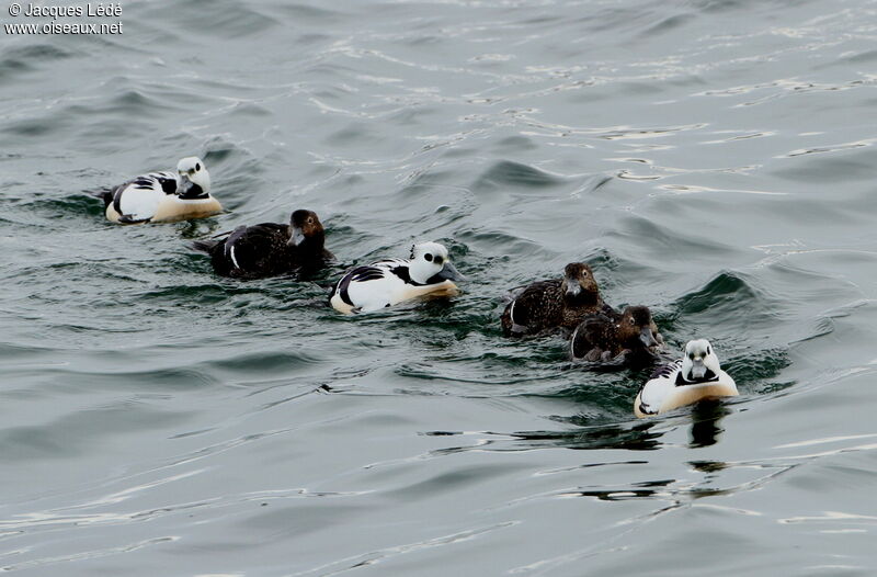 Steller's Eider