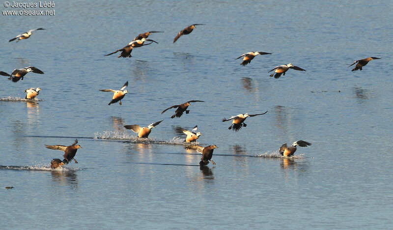 Steller's Eider