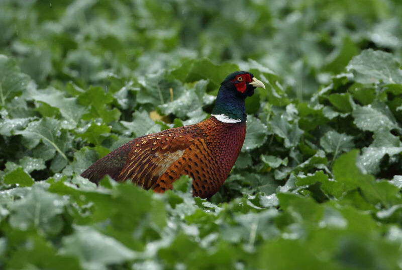 Common Pheasant