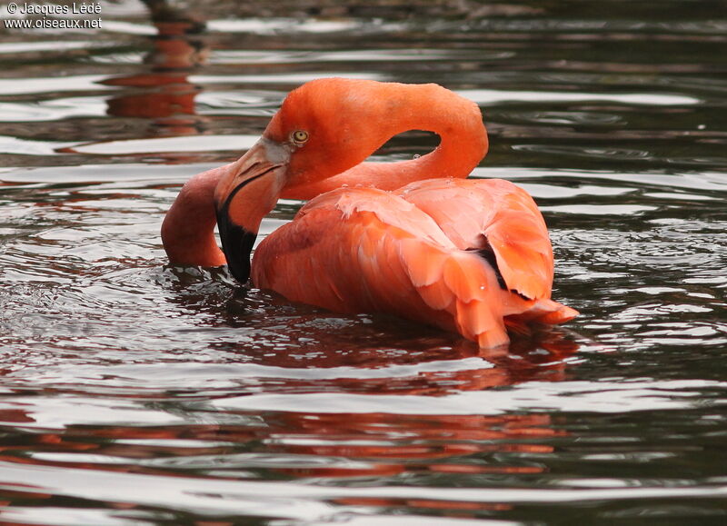 Flamant des Caraïbes