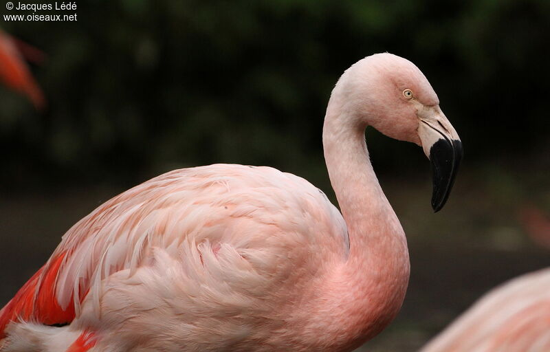 Chilean Flamingo