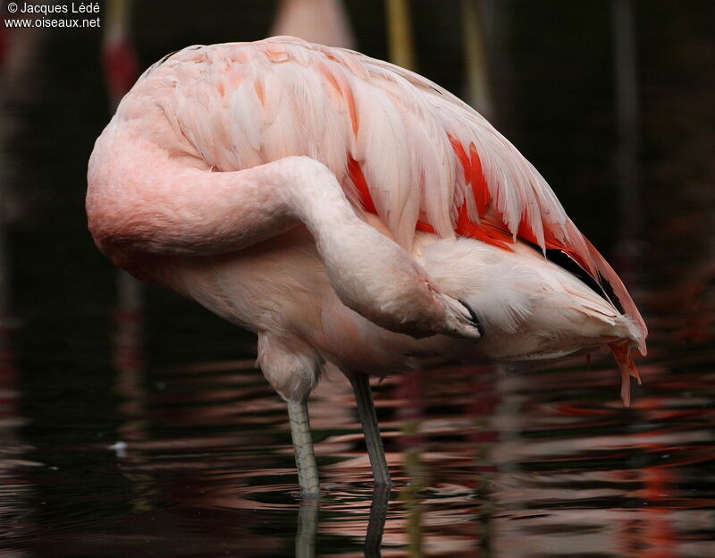 Flamant du Chili