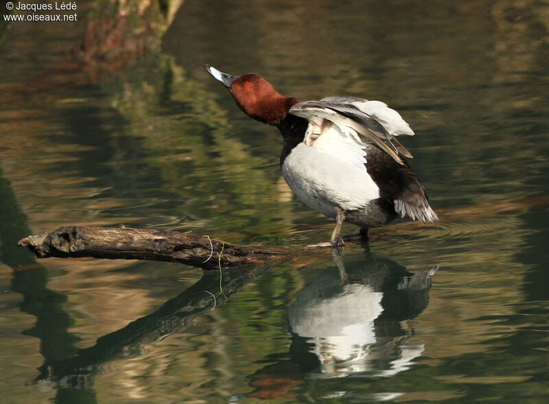 Common Pochard