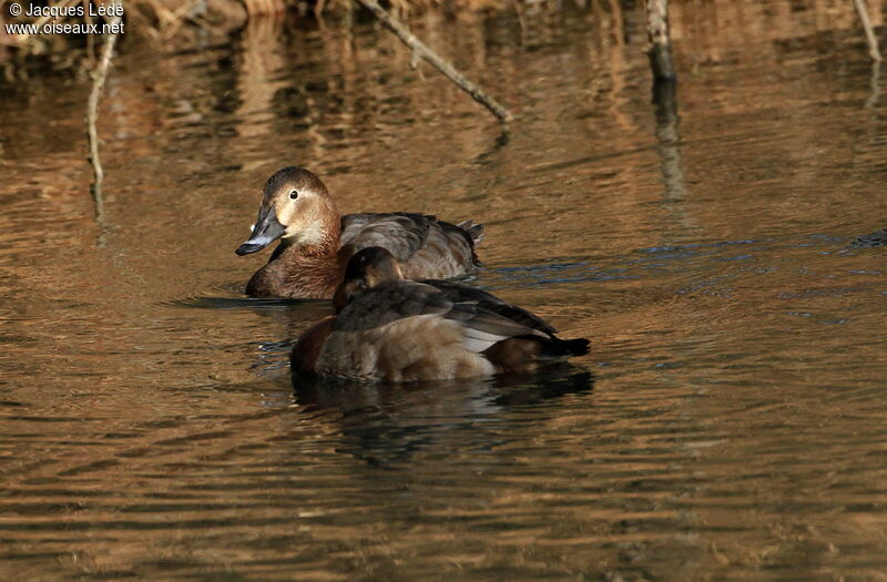 Common Pochard