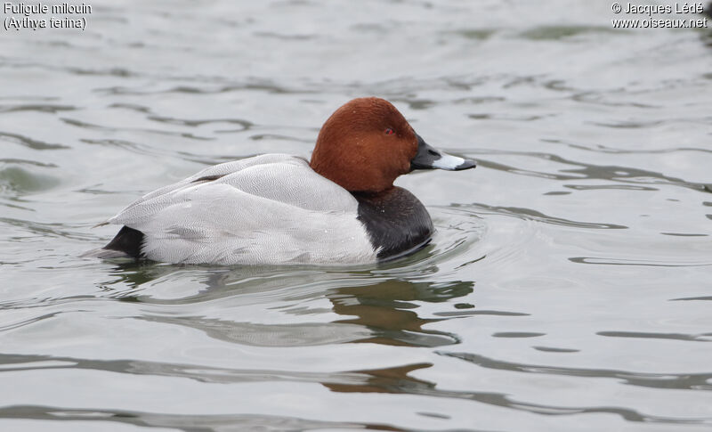 Common Pochard