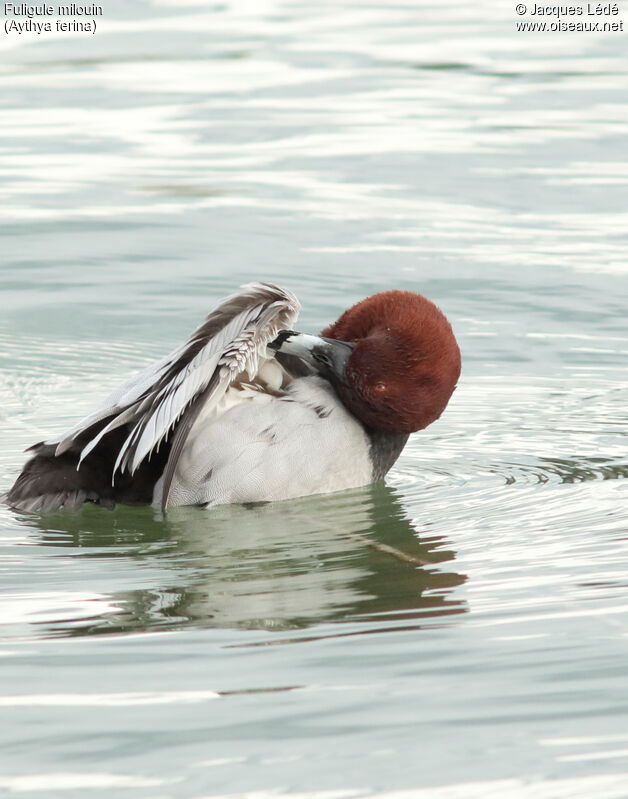 Common Pochard