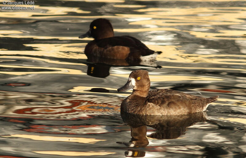 Tufted Duck