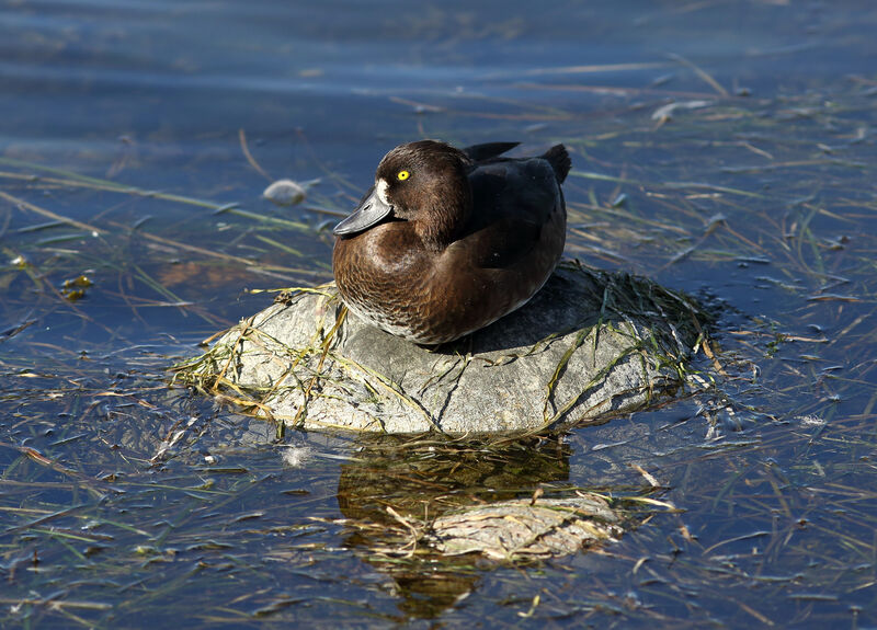 Tufted Duck