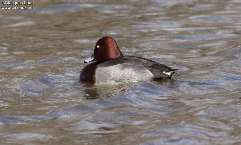 Ferruginous Duck