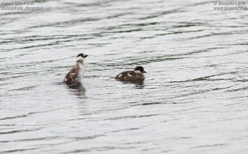 Common Goldeneye