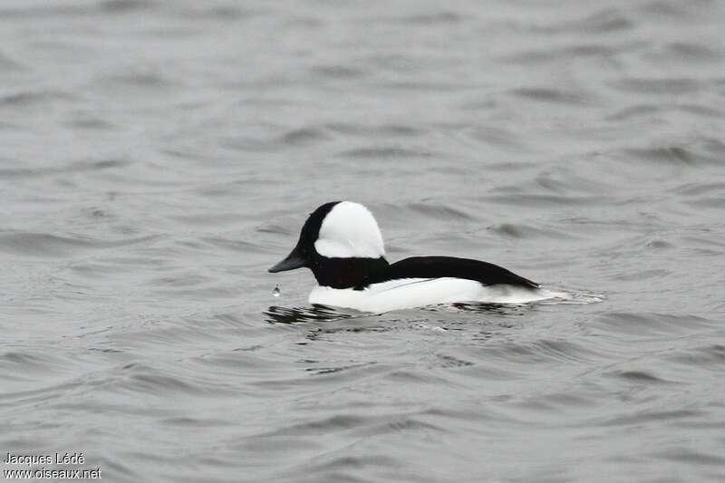 Bufflehead, Behaviour