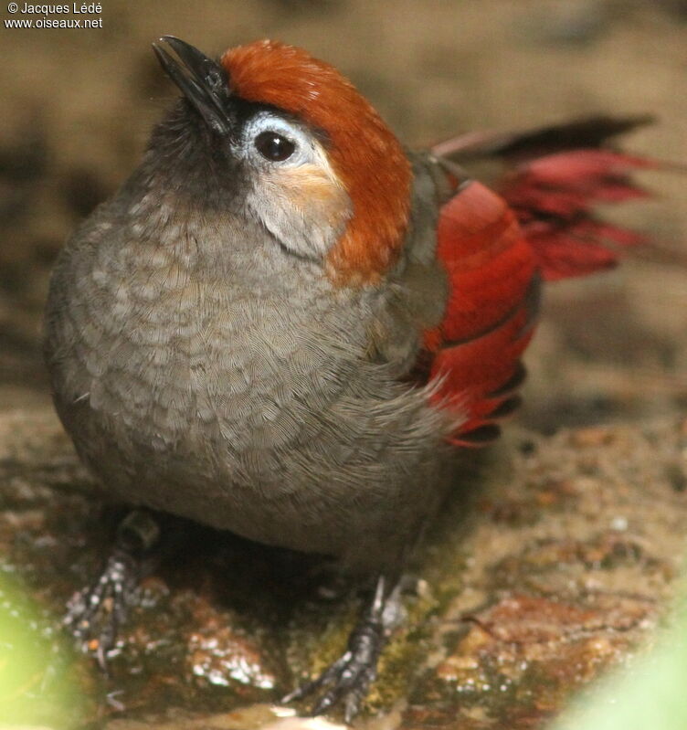 Red-tailed Laughingthrush