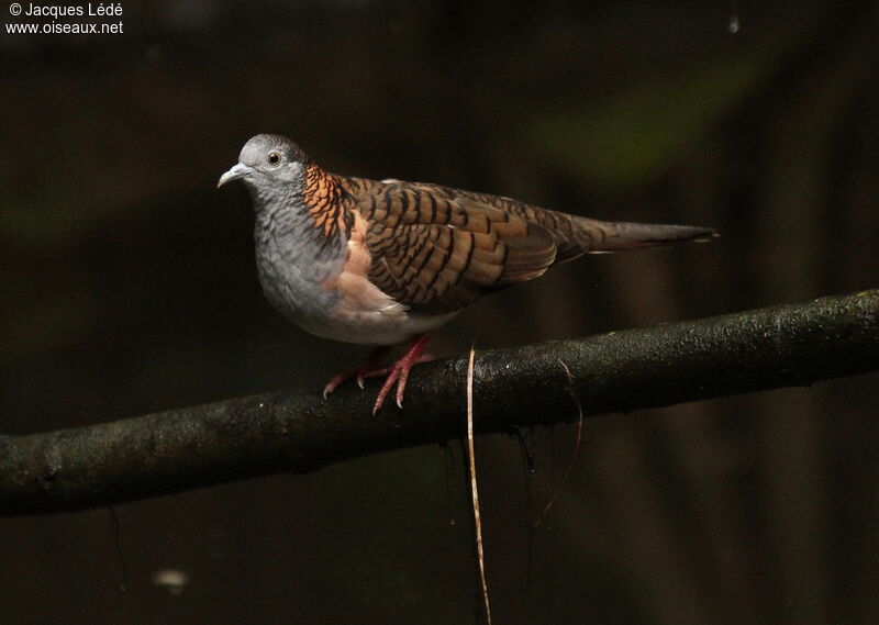 Bar-shouldered Dove