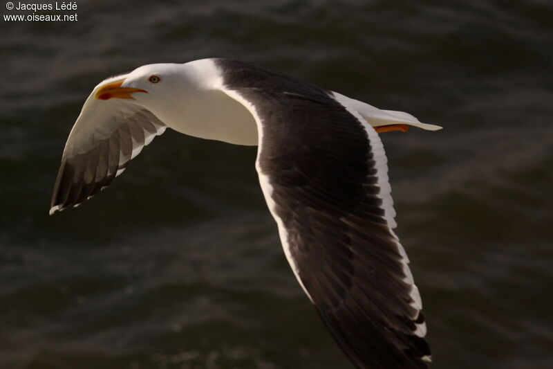 Lesser Black-backed Gull