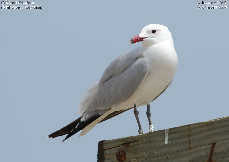 Audouin's Gull