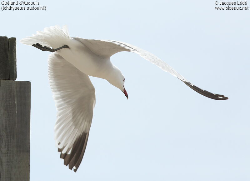 Audouin's Gull