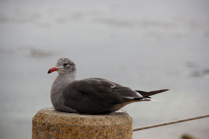 Heermann's Gull