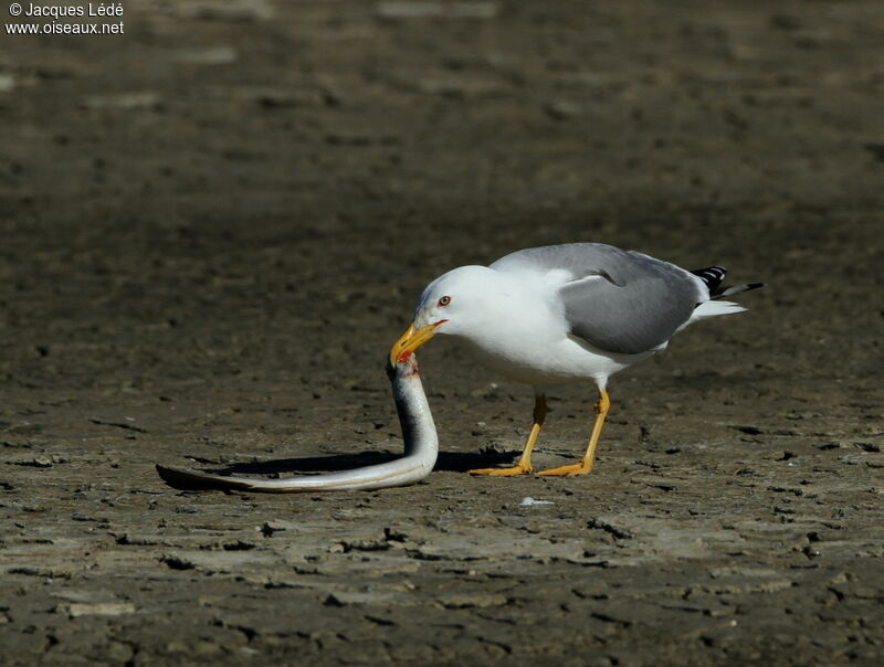 Yellow-legged Gull