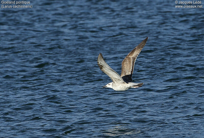 Caspian GullFirst year, Flight