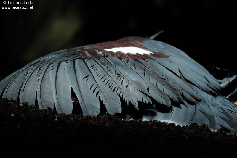 Western Crowned Pigeon