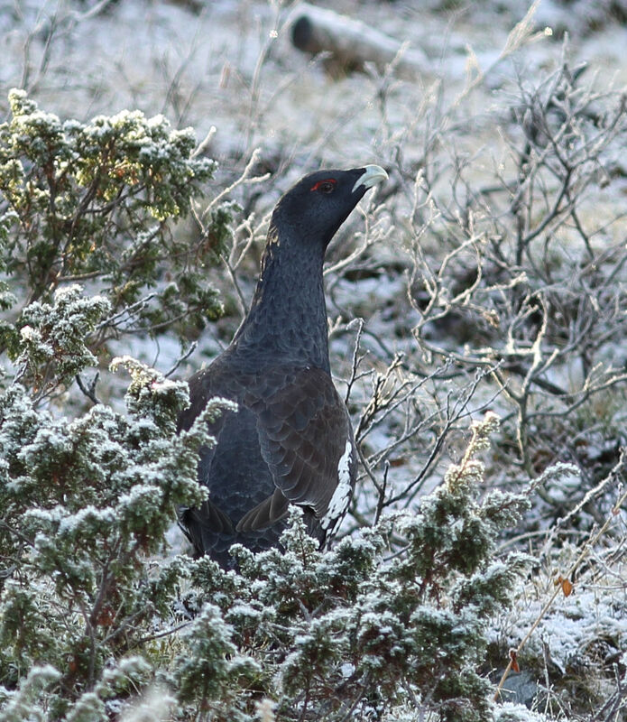 Western Capercaillie