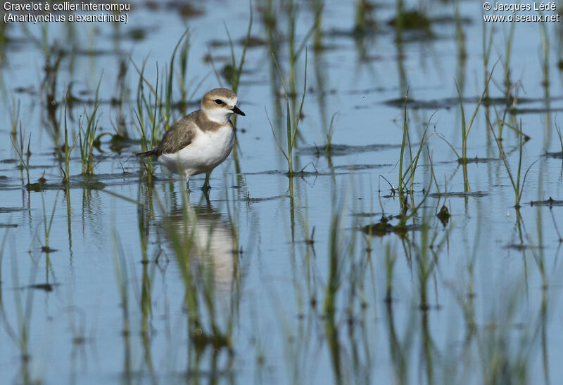 Kentish Plover