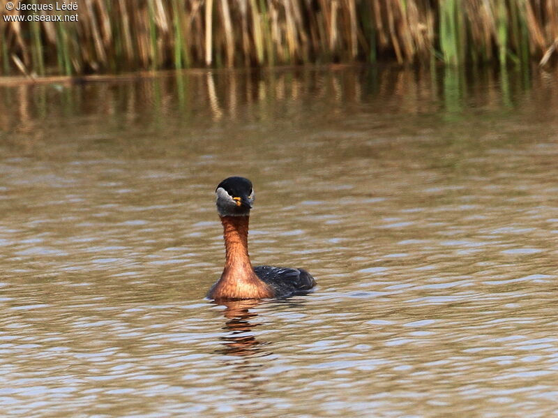 Red-necked Grebe