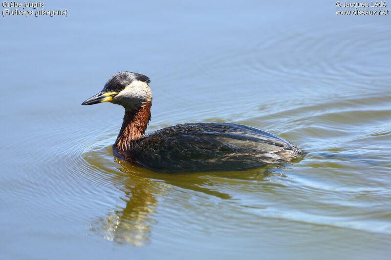 Red-necked Grebe