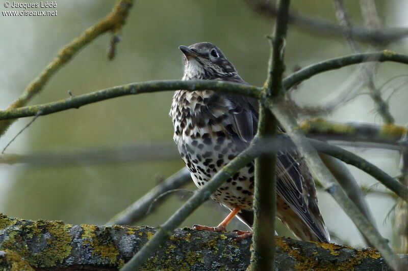 Mistle Thrush