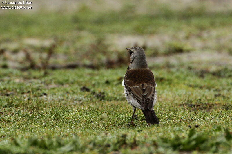 Fieldfare