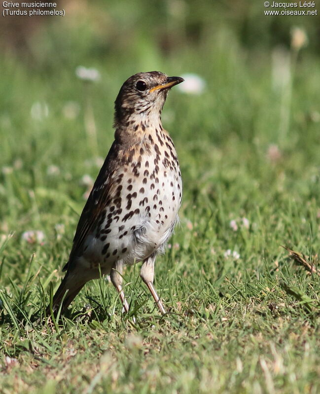 Song Thrush