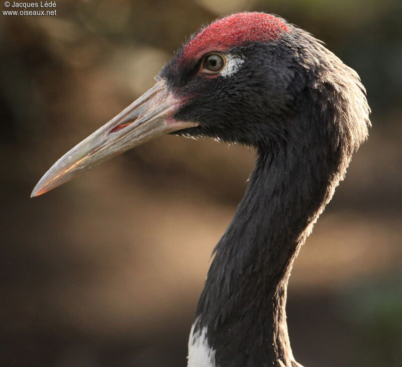 Black-necked Crane