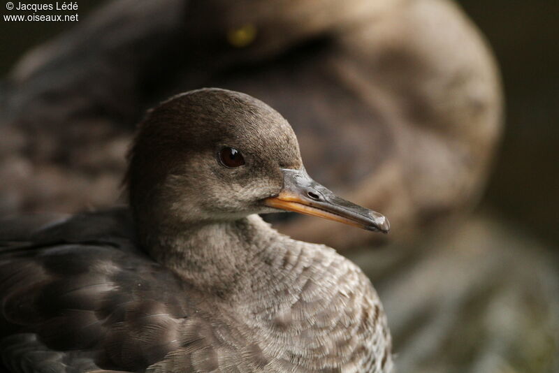 Hooded Merganser