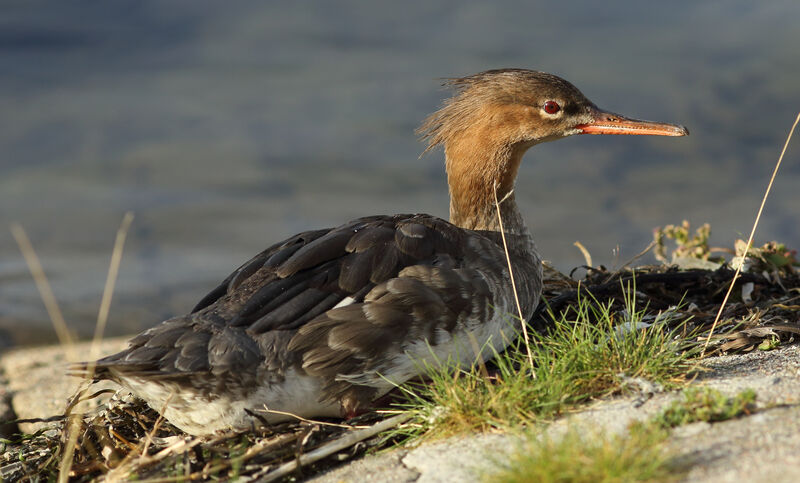 Red-breasted Merganser