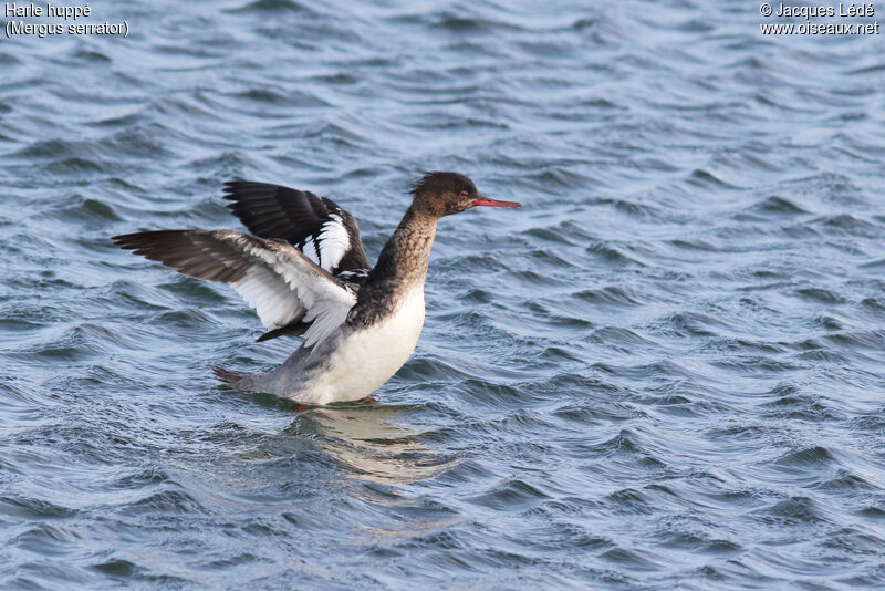 Red-breasted Merganser