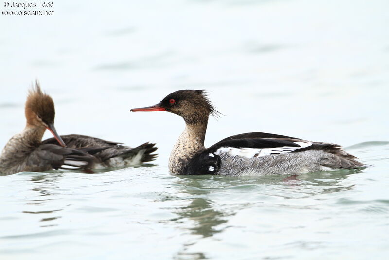 Red-breasted Merganser