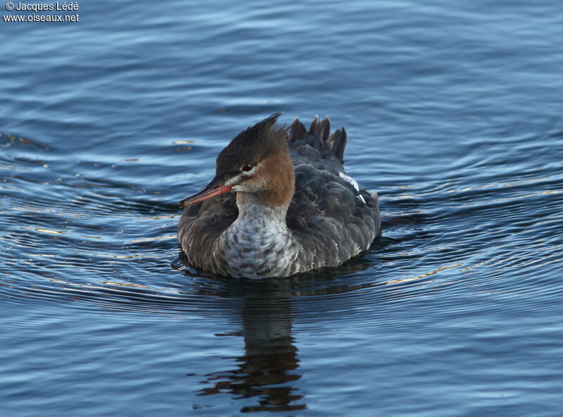 Red-breasted Merganser