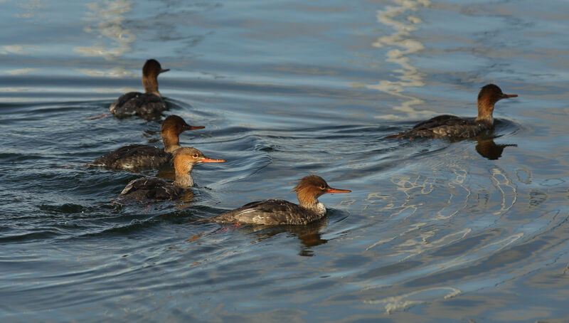 Red-breasted Merganser