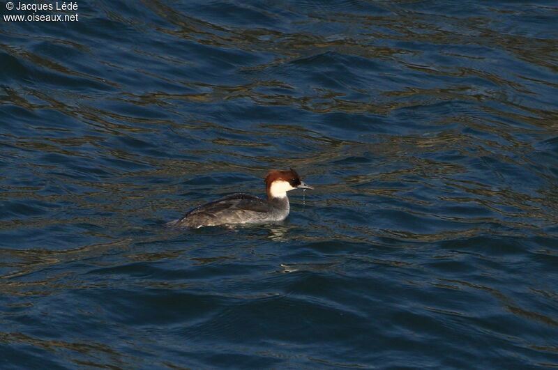 Smew