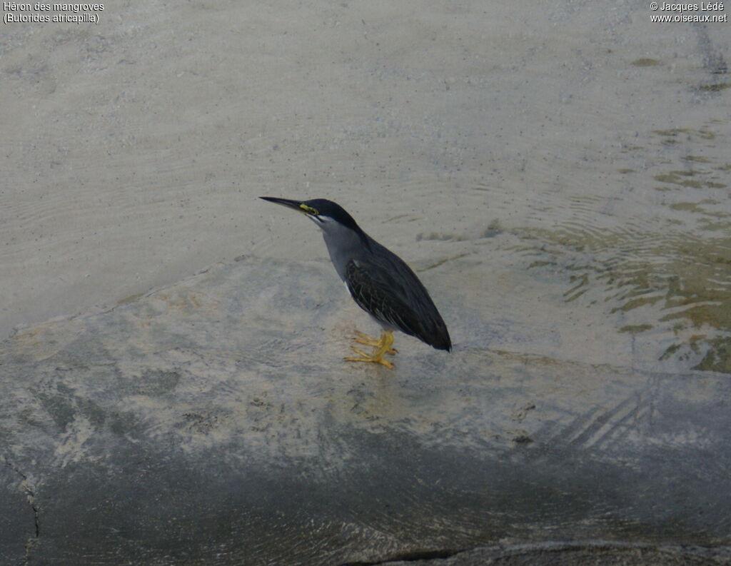 Little Heron