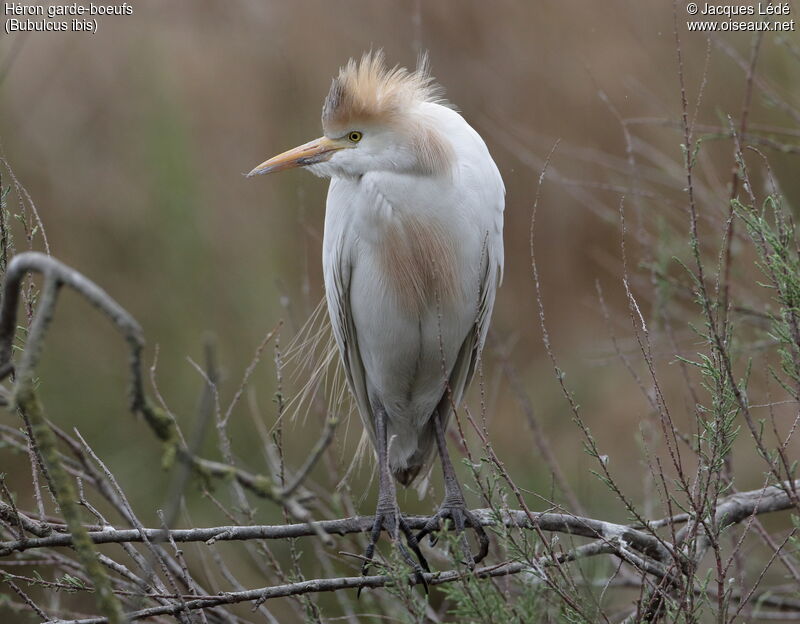 Western Cattle Egret