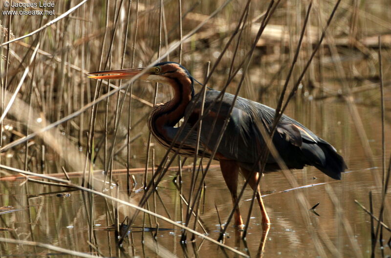 Purple Heron